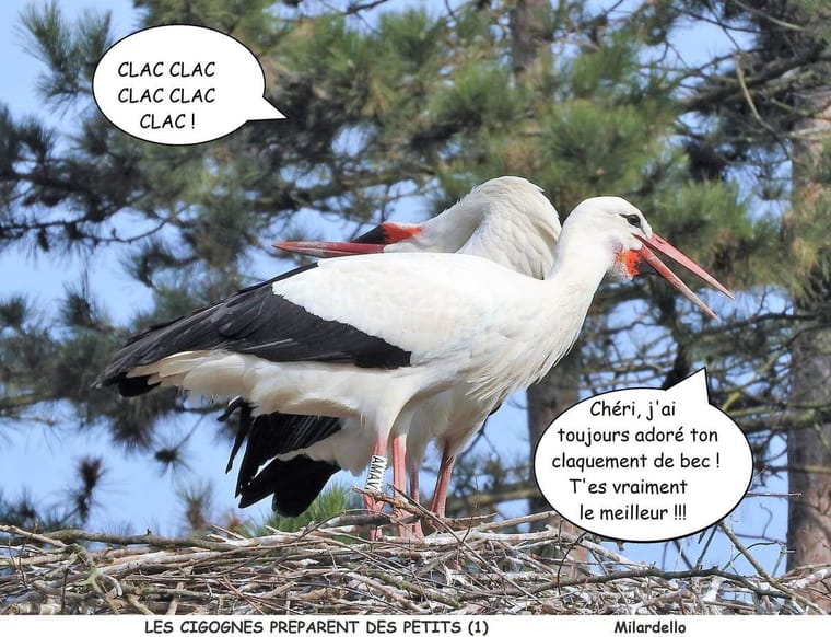 ob_e66f92_les-cigognes-preparent-des-petits-inso-908374536 (1).JPG