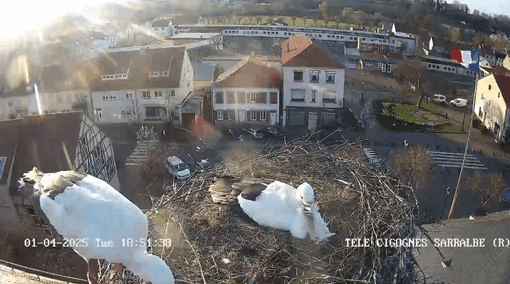 cigognes-6.gif
