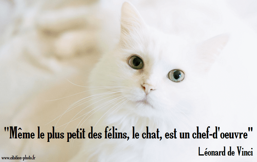 citation-chat-vinci-382154125.png