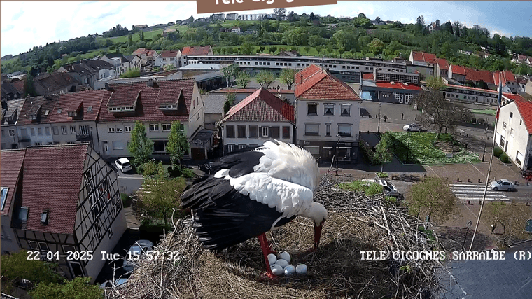 Screenshot 2025-04-22 at 15-55-35 Télé-Cigognes - Webcam Live (Sarralbe Moselle).png
