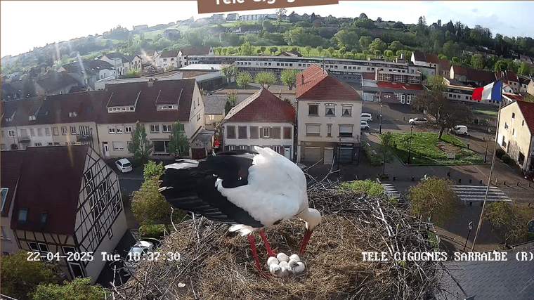 Screenshot 2025-04-22 at 18-35-32 Télé-Cigognes - Webcam Live (Sarralbe Moselle).png