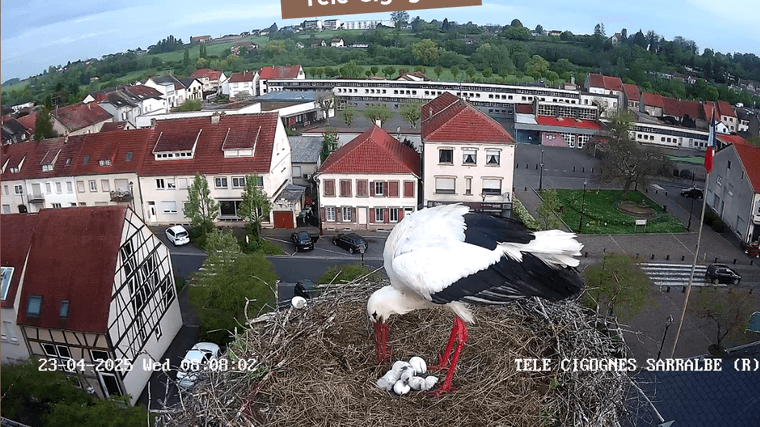 Screenshot 2025-04-23 at 08-06-04 Télé-Cigognes - Webcam Live (Sarralbe Moselle).png