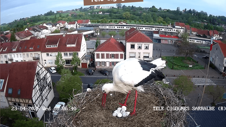 Screenshot 2025-04-23 at 08-04-43 Télé-Cigognes - Webcam Live (Sarralbe Moselle).png