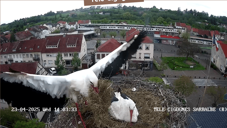 Screenshot 2025-04-23 at 14-03-14 Télé-Cigognes - Webcam Live (Sarralbe Moselle).png