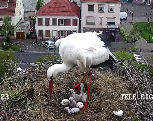 Screenshot 2025-04-25 at 13-19-49 Télé-Cigognes - Webcam Live (Sarralbe Moselle).png