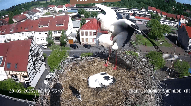 Screenshot 2025-05-29 at 09-54-26 Télé-Cigognes - Webcam Live (Sarralbe Moselle).png