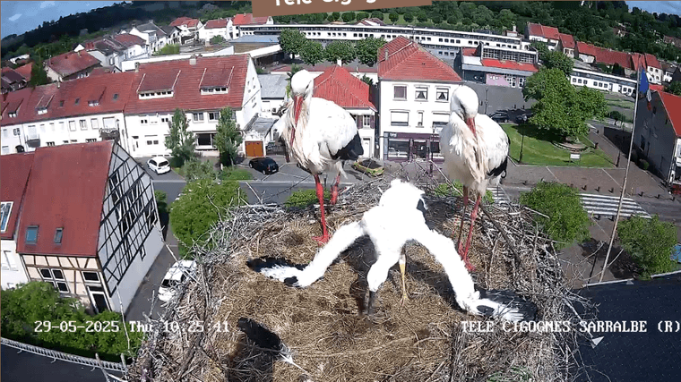 Screenshot 2025-05-29 at 10-25-10 Télé-Cigognes - Webcam Live (Sarralbe Moselle).png
