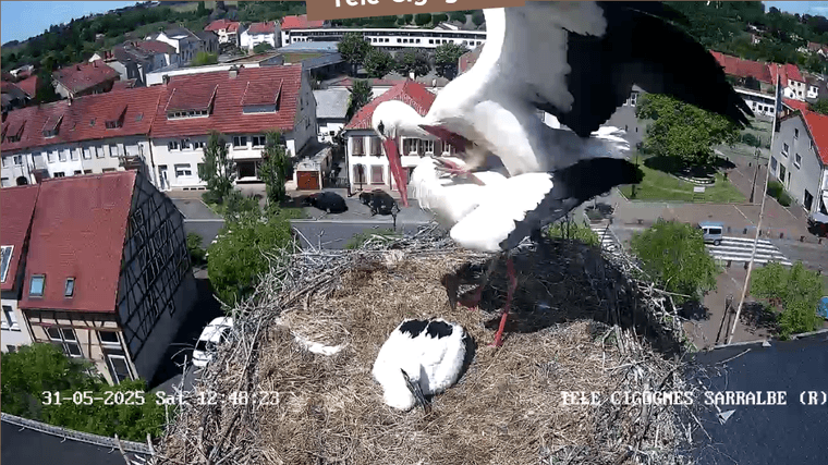 Screenshot 2025-05-31 at 12-47-25 Télé-Cigognes - Webcam Live (Sarralbe Moselle).png