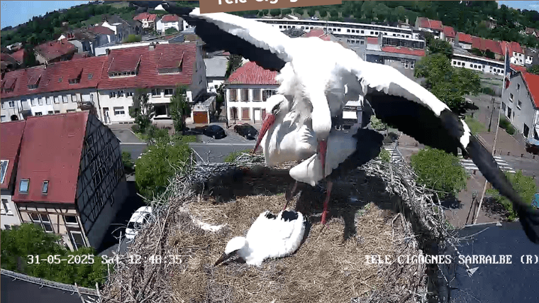 Screenshot 2025-05-31 at 12-46-30 Télé-Cigognes - Webcam Live (Sarralbe Moselle).png