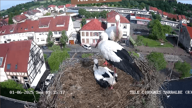 Screenshot 2025-06-01 at 09-16-21 Télé-Cigognes - Webcam Live (Sarralbe Moselle).png