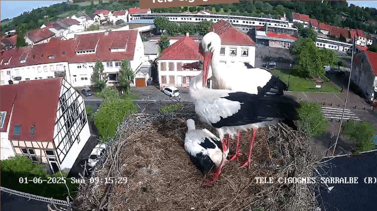 Screenshot 2025-06-01 at 09-16-34 Télé-Cigognes - Webcam Live (Sarralbe Moselle).png