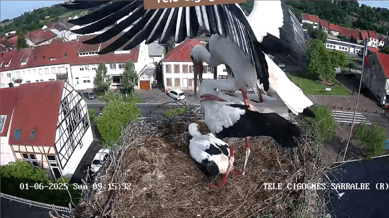 Screenshot 2025-06-01 at 09-17-01 Télé-Cigognes - Webcam Live (Sarralbe Moselle).png