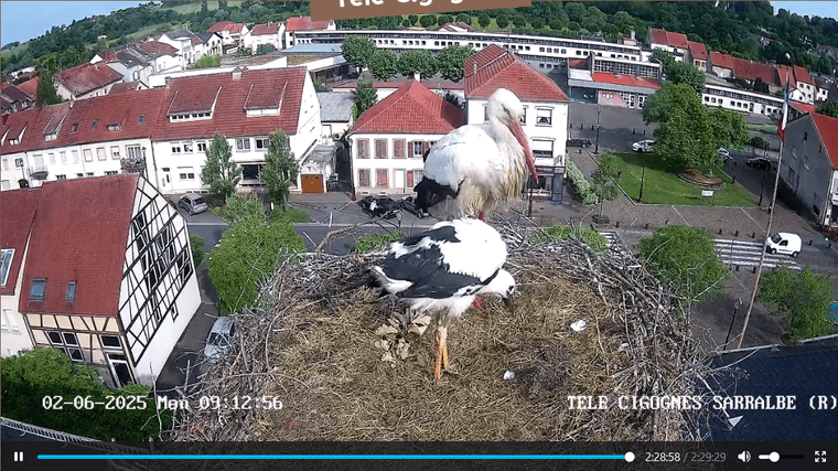 Screenshot 2025-06-02 at 09-10-40 Télé-Cigognes - Webcam Live (Sarralbe Moselle).png