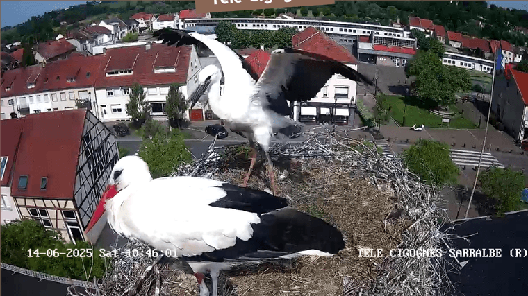 Screenshot 2025-06-14 at 11-07-02 Télé-Cigognes - Webcam Live (Sarralbe Moselle).png
