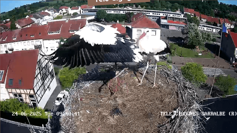 Screenshot 2025-06-24 at 09-39-18 Télé-Cigognes - Webcam Live (Sarralbe Moselle).png