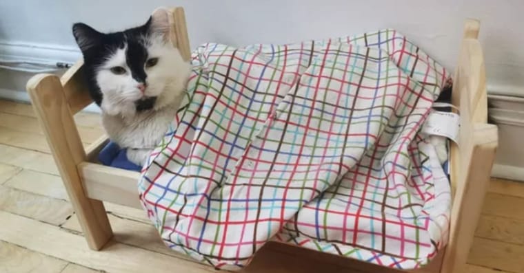 Cats.jpg