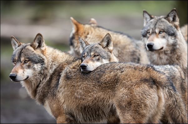 Art 9-Loup.jpg