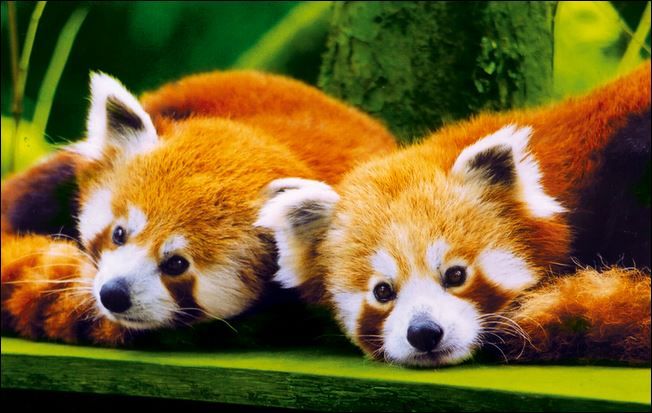 Art 10-Panda Roux.jpg