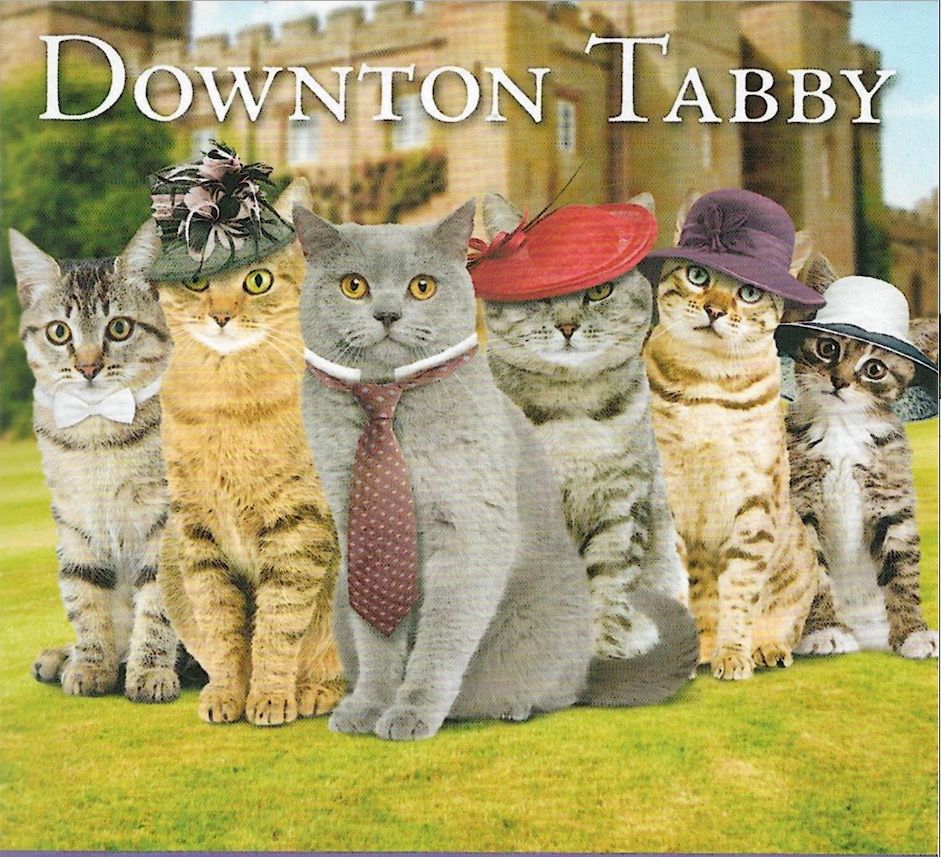 Downton Tabby.jpg