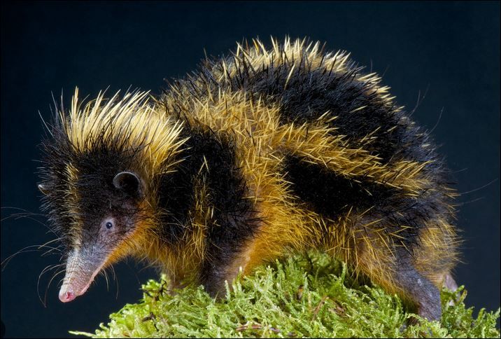 Art 14-Tenrec.jpg