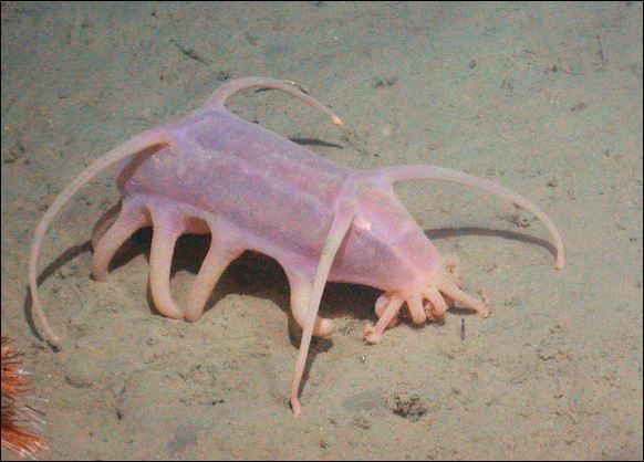 Art 9-Cochon des M.jpg