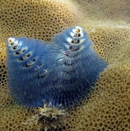 Art 12-Spirobranchus giganteus.jpg