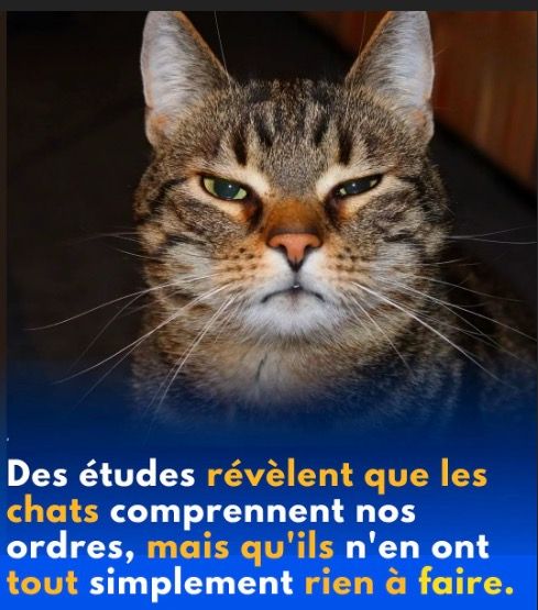 Capture d’écran 2025-12-13 à 16.44.34.jpg