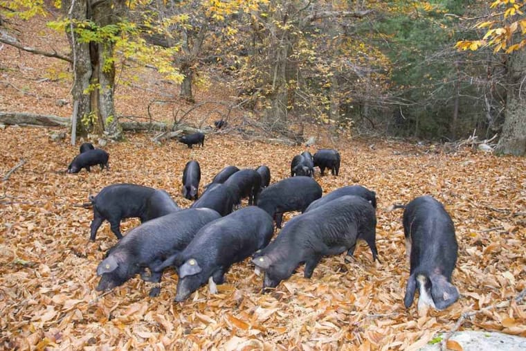 Cochon sauvages Corse.jpg
