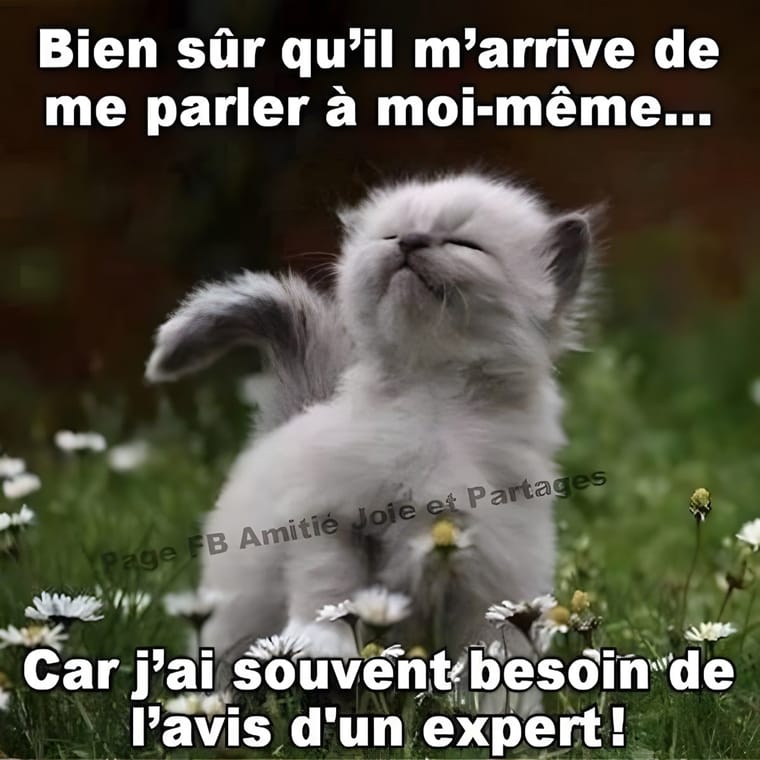 Cats, the superior breed.jpg