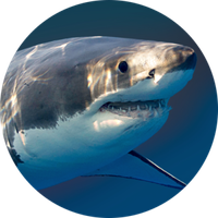 sharky